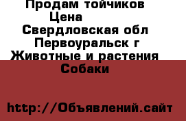 Продам тойчиков › Цена ­ 5 000 - Свердловская обл., Первоуральск г. Животные и растения » Собаки   